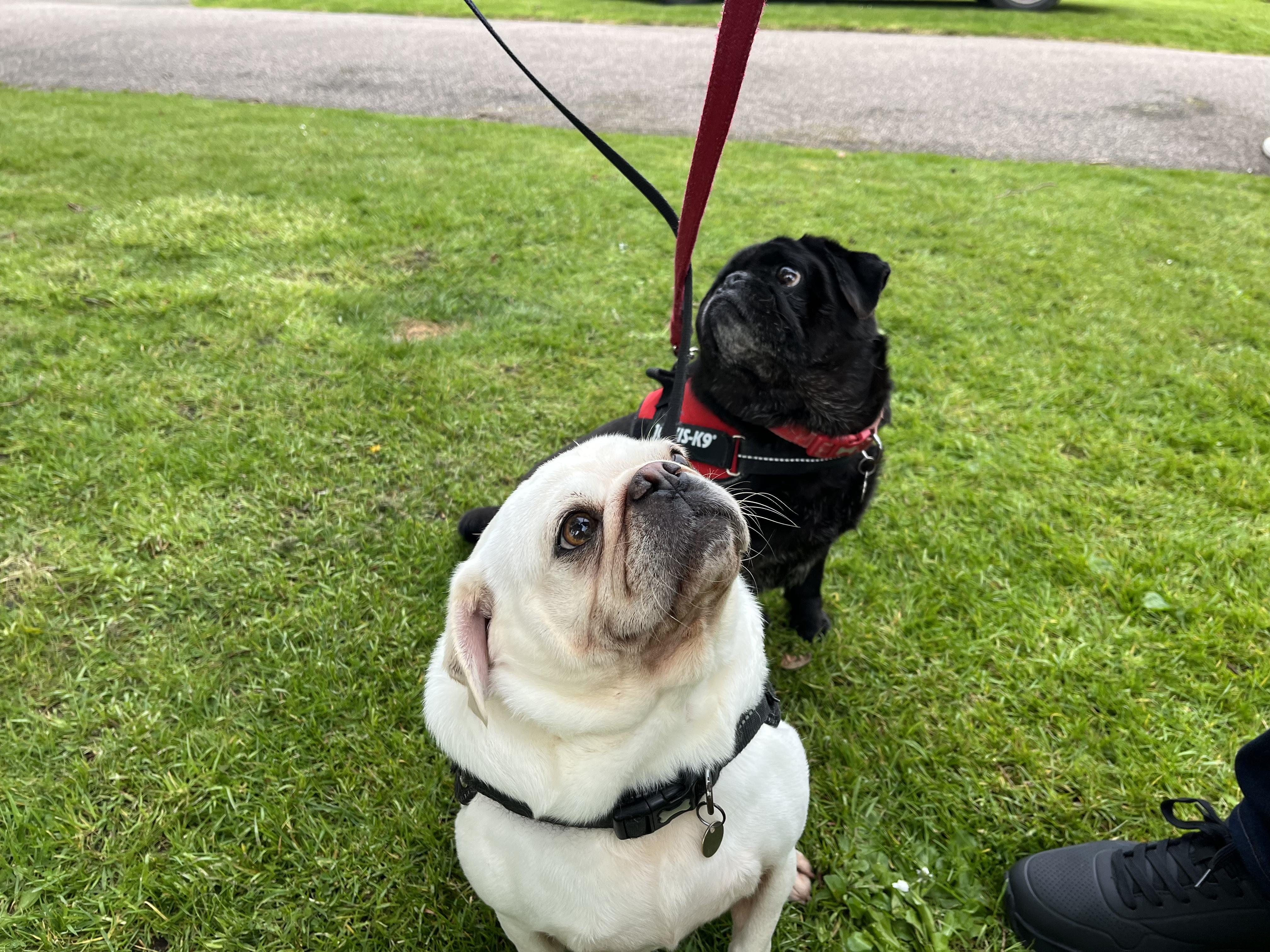 Two pugs, one black and one white, at Dog Day in Halstead.