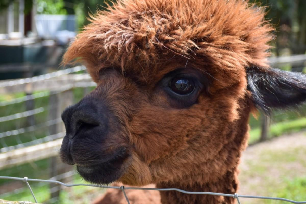 Blackwater Alpacas and Pygmy Goats