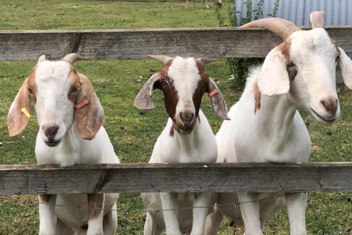 Boydells Dairy Farm