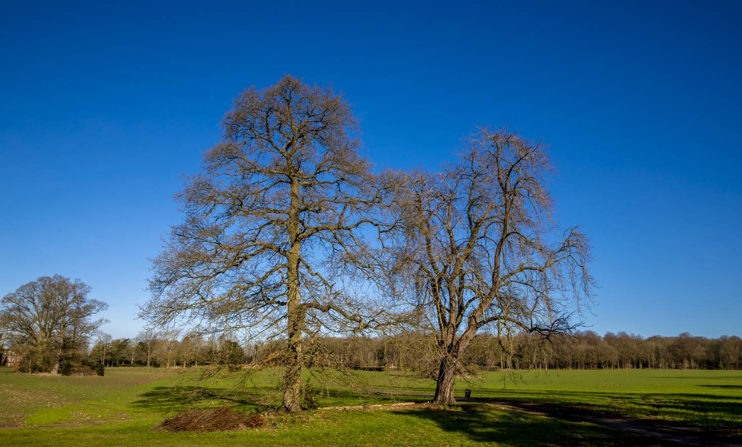 The image shows a green space with trees in the background
