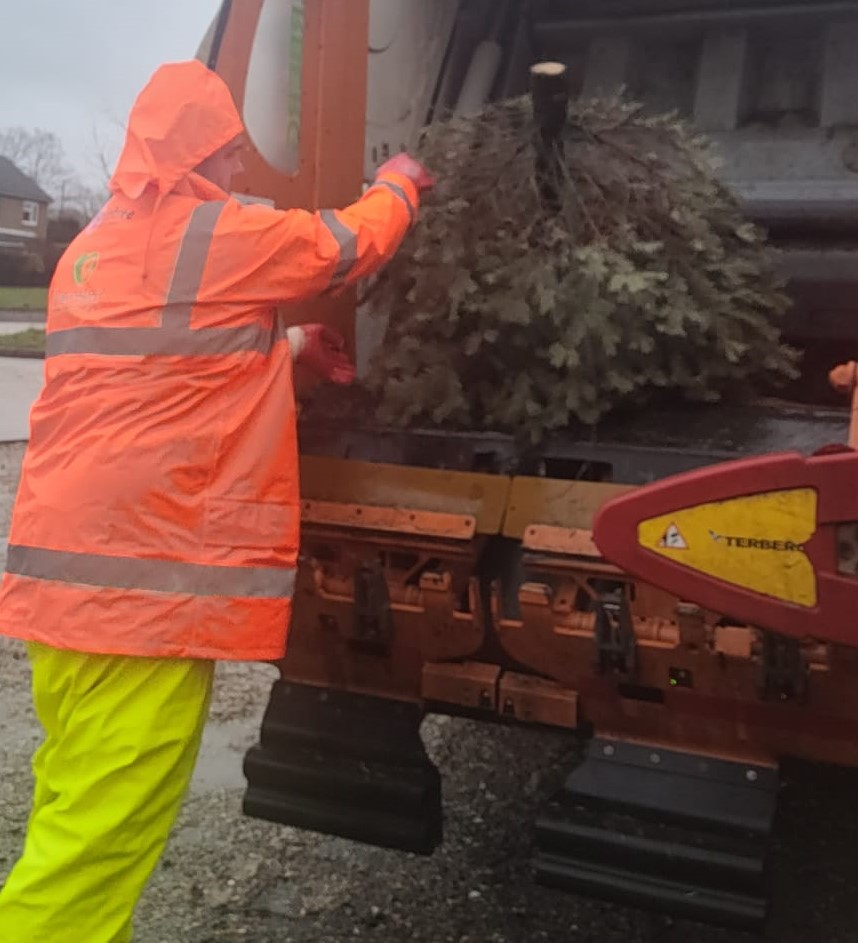 image shows BDC collection crew member loading a real christmas tree into a collection vehicle