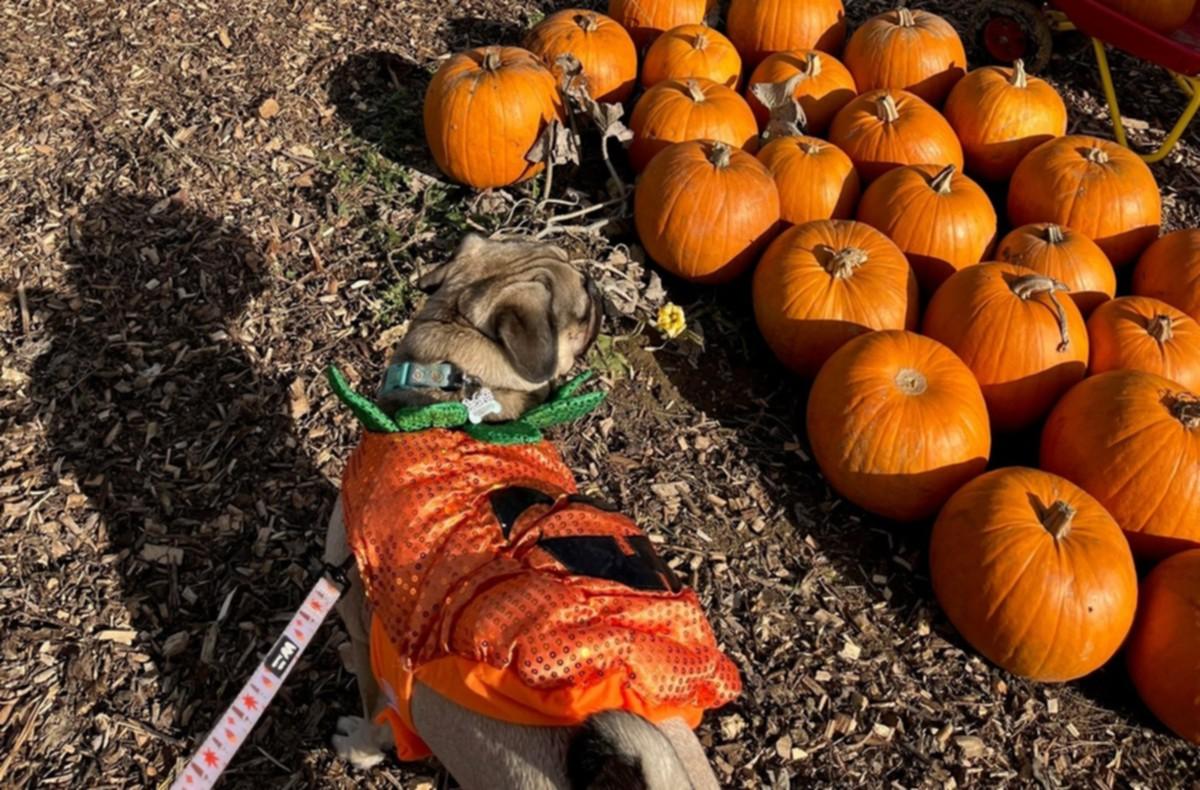 Coggeshall pumpkin patch displaying various pumpkins on the ground