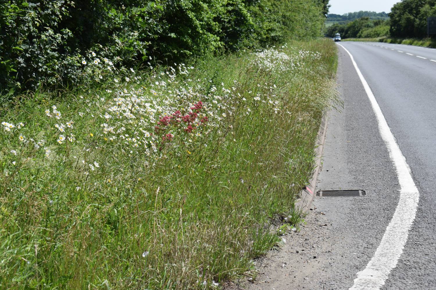 roadside verge, wild flowers