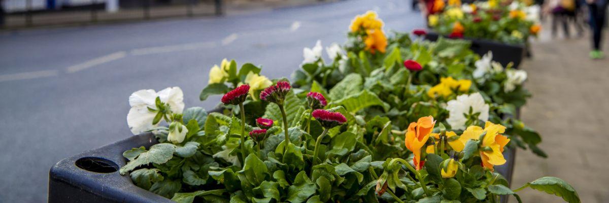 image of flower planter positioned alongside the road in Halstead high street.