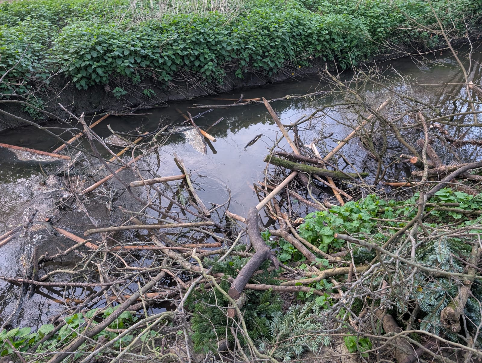 A river with wooden stakes thrown into it.