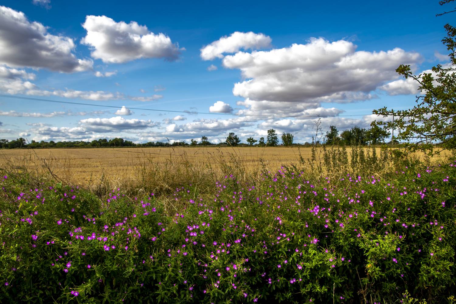 Leaving rural verges to grow