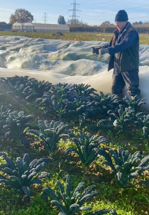Photo of Olivers Plants - man tending locally grown black kale