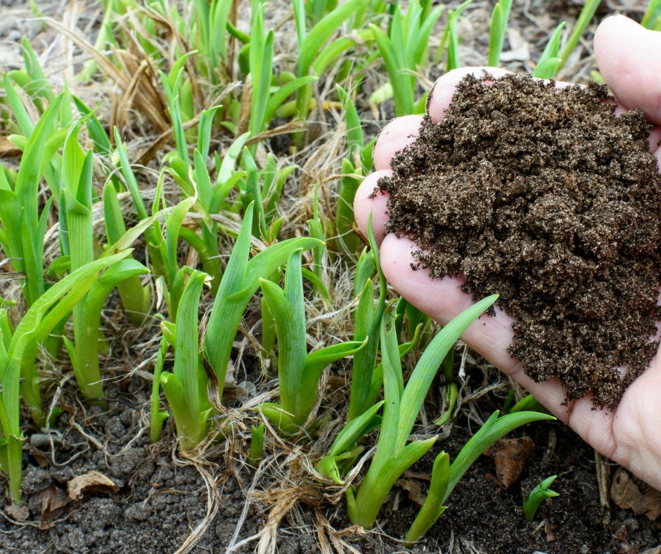 Peat free soil