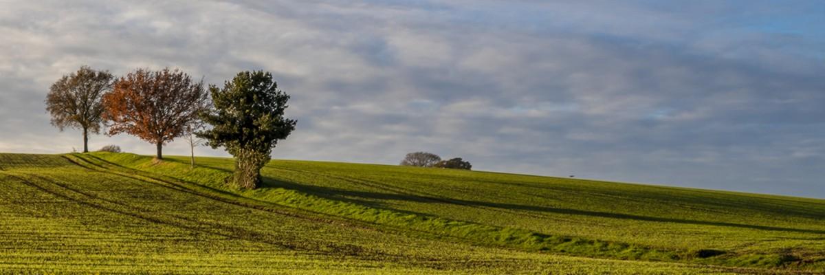 trees standing in the middle of a field, partway up a mountain