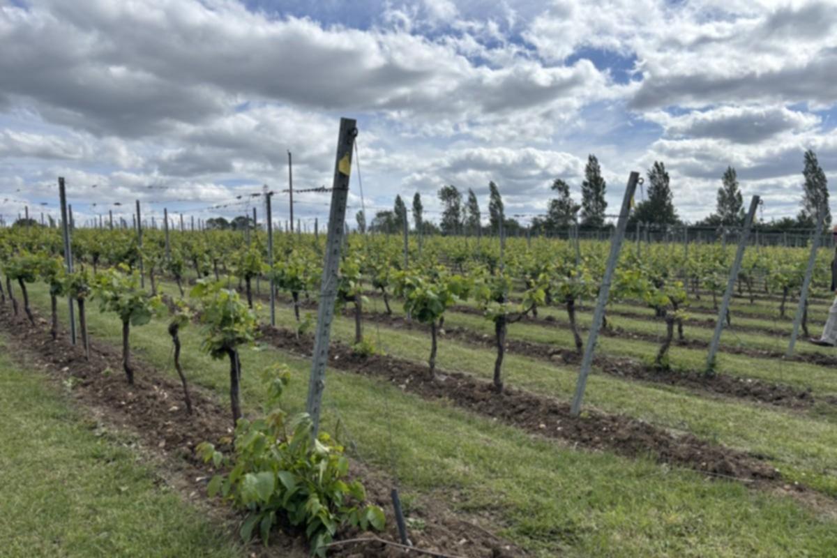 Toppesfield Vineyard