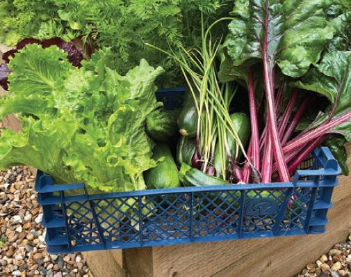 Photo of community garden