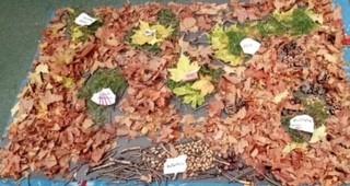 Gosfield School climate change challenge leaf nest