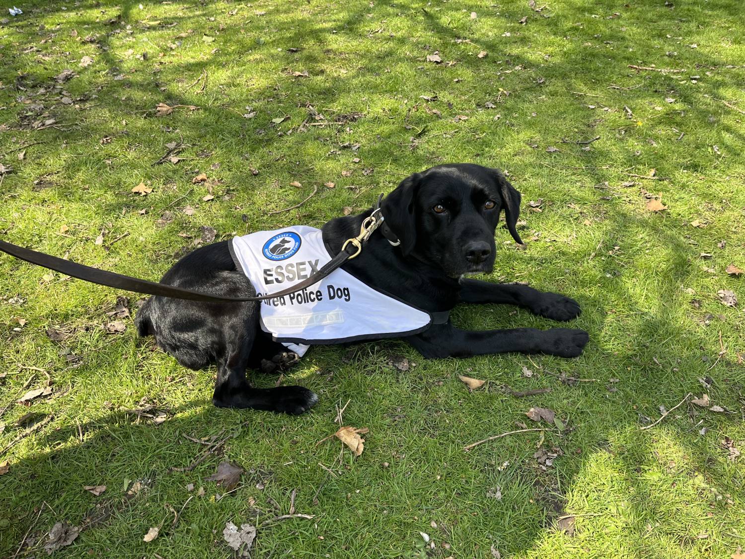 Image of Copper the retired police dog.