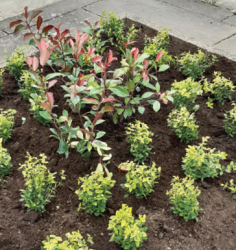 Image 2 of planting bed in braintree